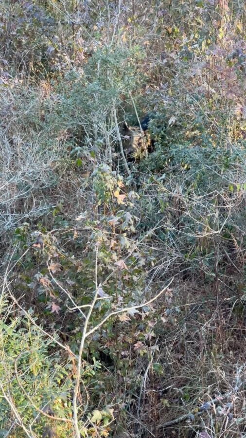 Videos chasse sanglier : Revivez l&rsquo;excitation de la chasse