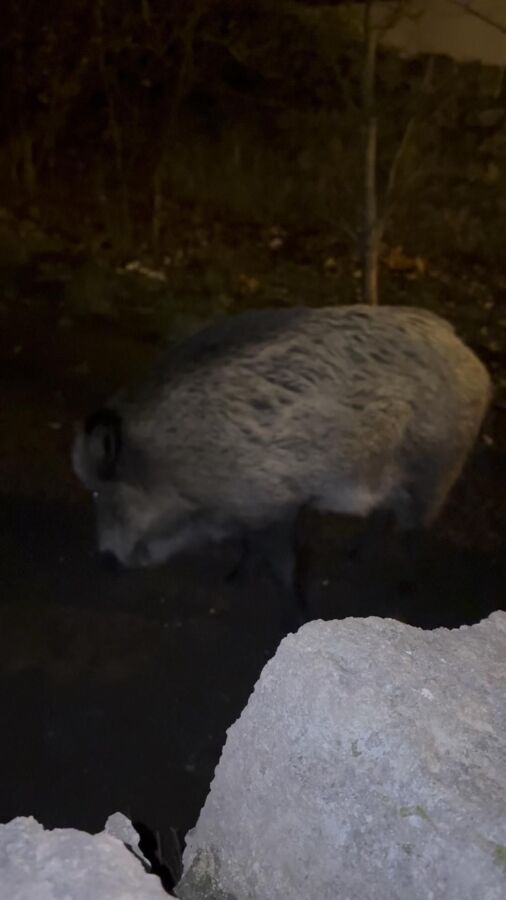 Excitation chasse sanglier vidéo