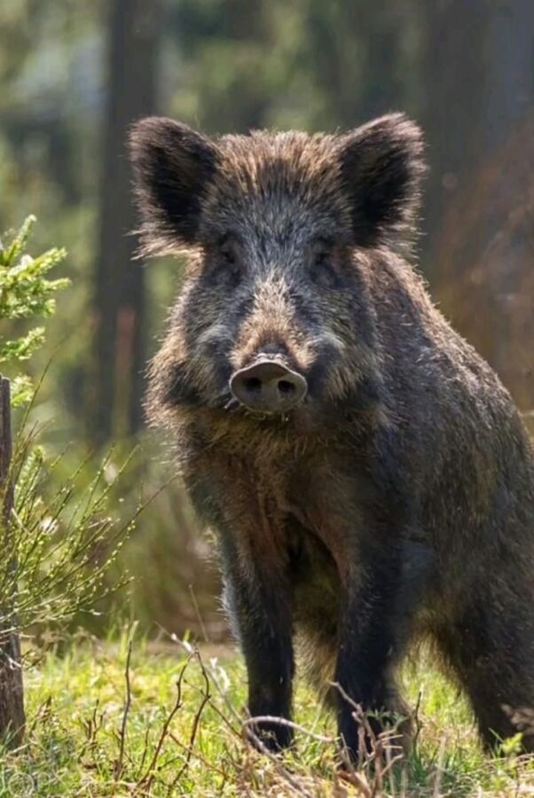 Moments forts chasse sanglier