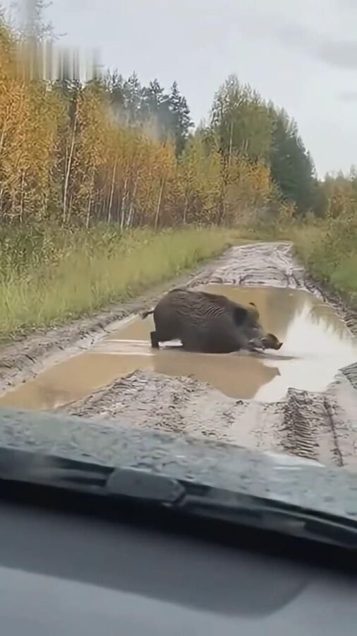 Vidéos de chasse au sanglier
