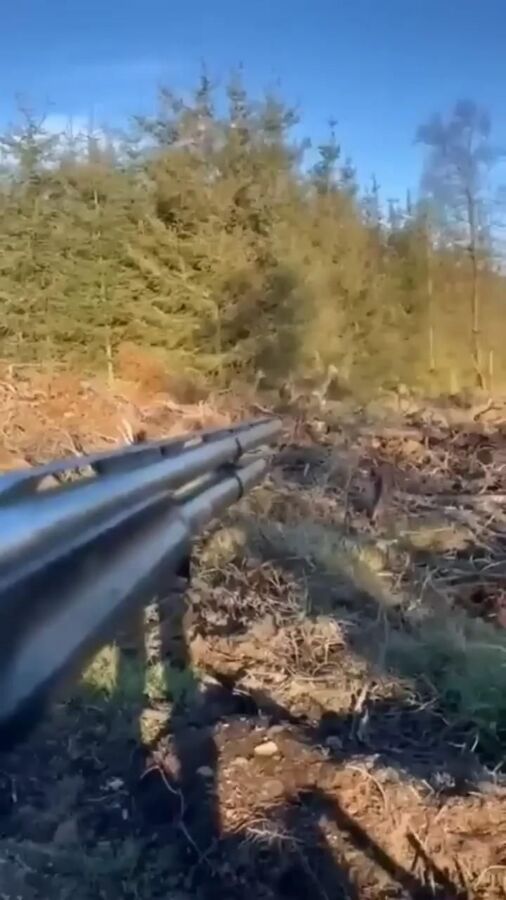 Excitation chasse sanglier vidéo