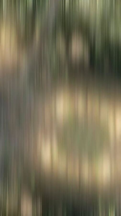 Excitation chasse sanglier vidéo