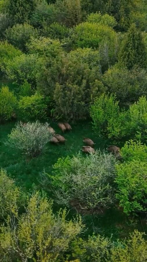 Vidéos de chasse au sanglier