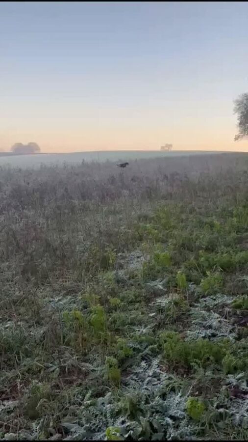 Vidéos de chasse au sanglier