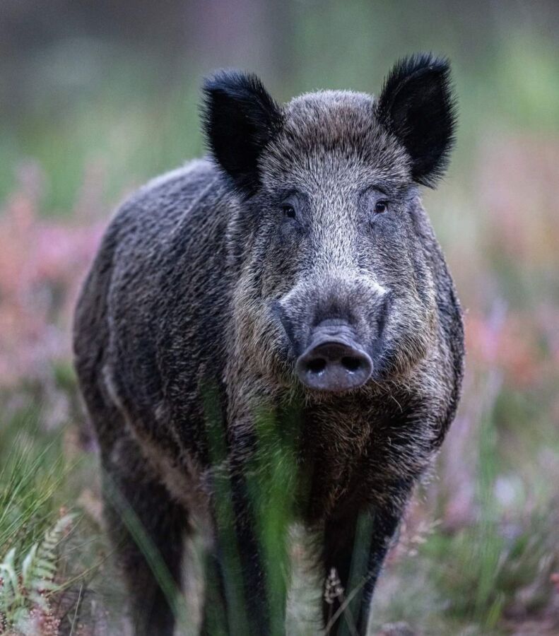 prédateurs naturels sanglier