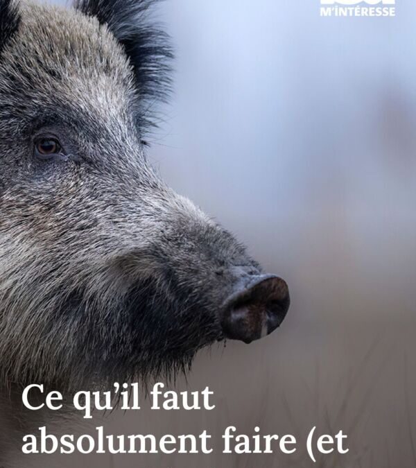 Que faire face à un sanglier : Conseils pour les chasseurs