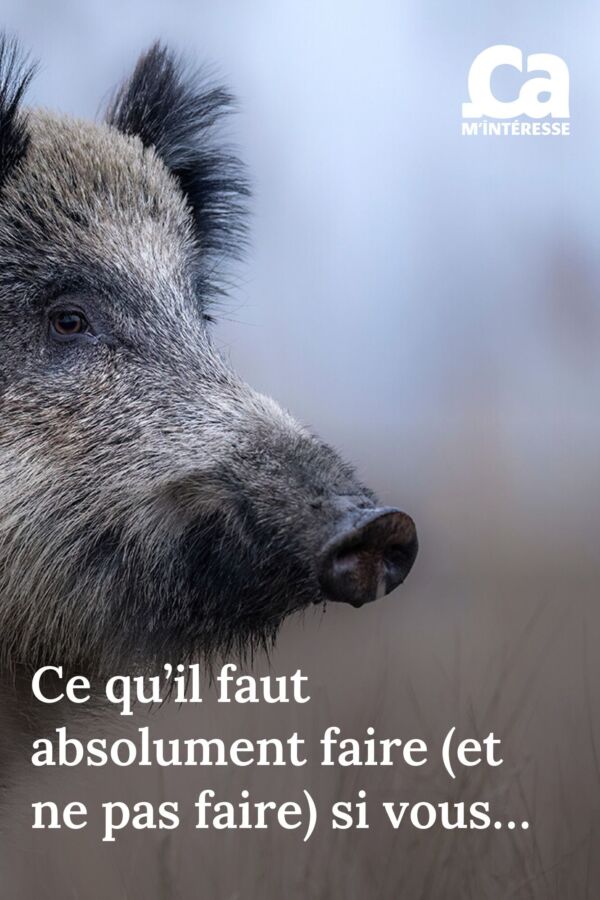 Que faire face à un sanglier : Conseils pour les chasseurs