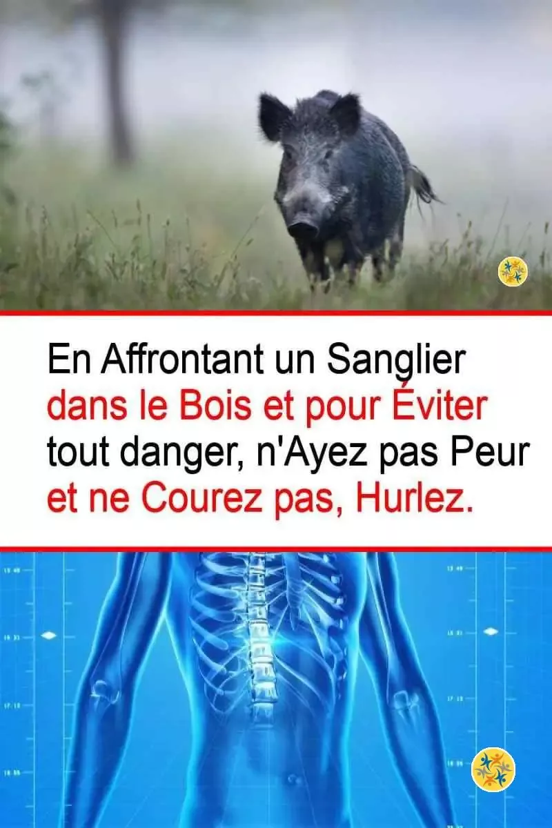 Conseils chasse sanglier