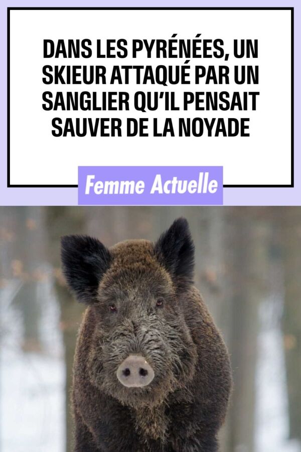 Sanglier approche chasseurs
