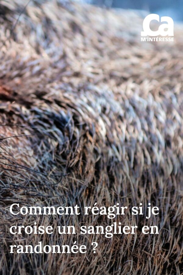 Conseils chasse sanglier