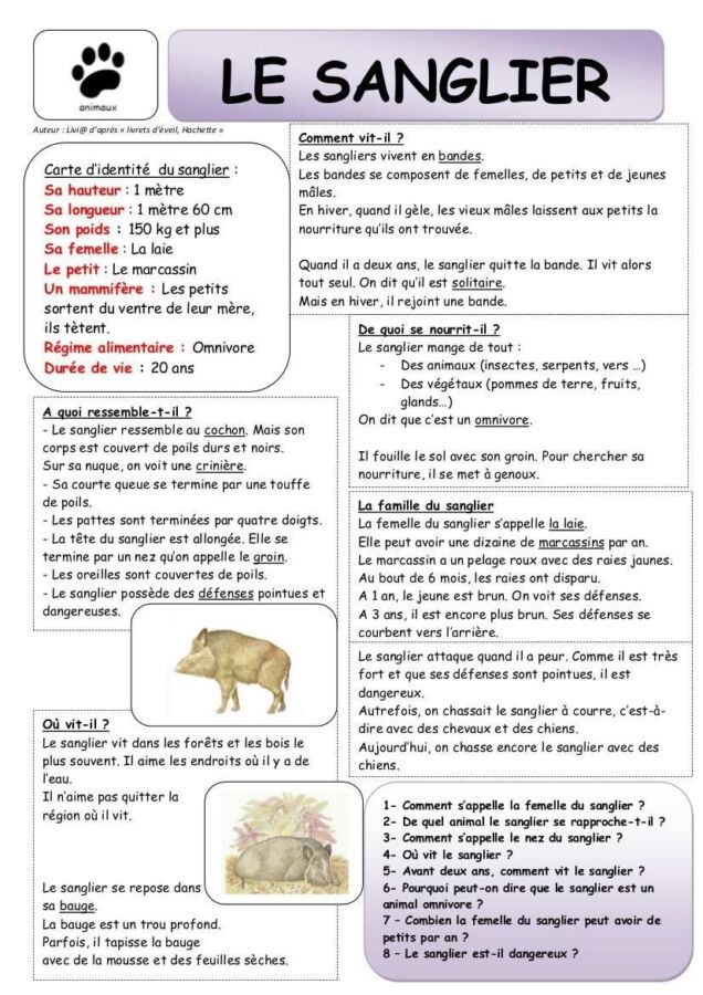 Sanglier approche chasseurs