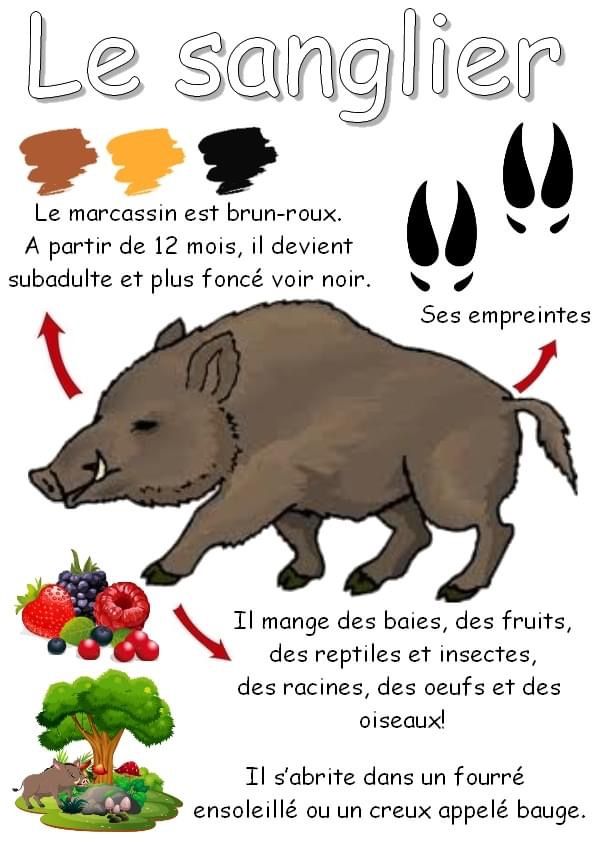 Réaction face à un sanglier