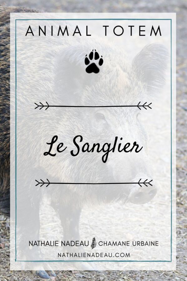 Conseils chasse sanglier