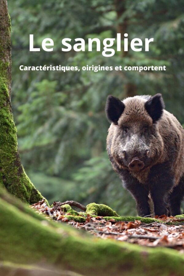 Sanglier approche chasseurs