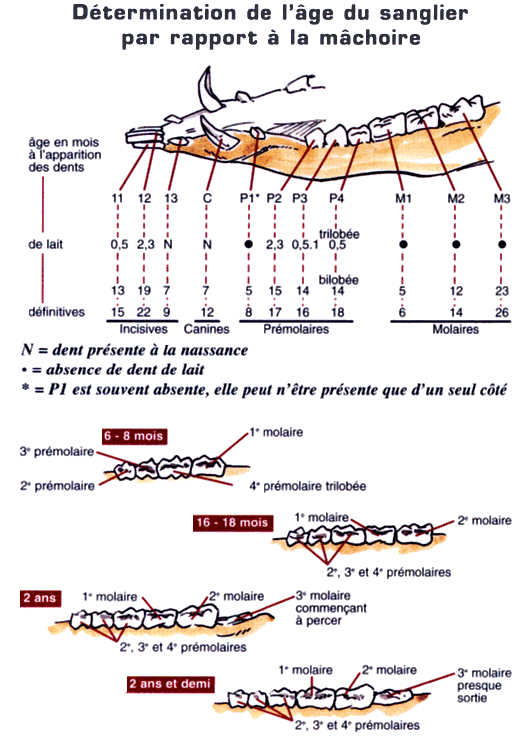 Conseils chasse sanglier