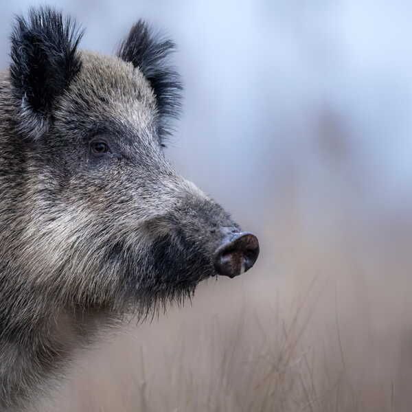Sanglier approche chasseurs