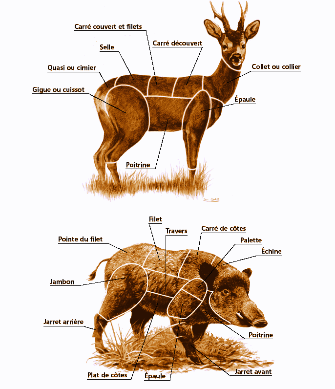 Conseils chasse sanglier