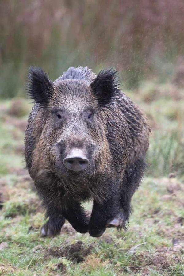 Sanglier approche chasseurs