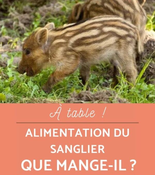 Que mange le sanglier : Régime alimentaire et habitudes