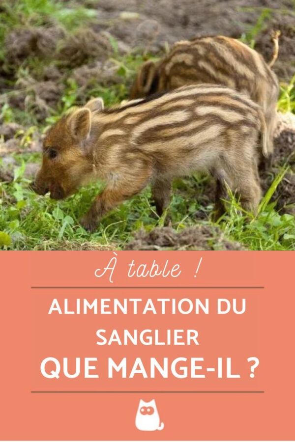 Que mange le sanglier : Régime alimentaire et habitudes
