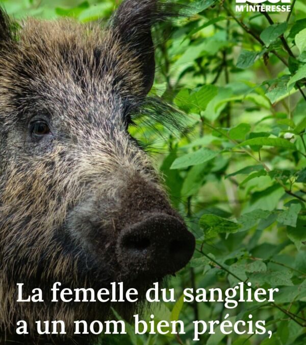 Femelle du sanglier : Comportement et caractéristiques
