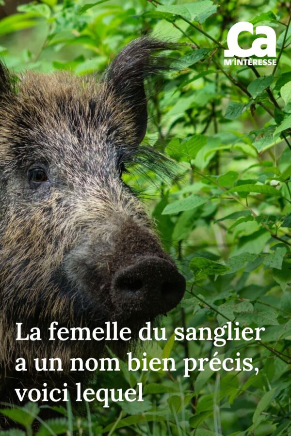 Comportement femelle sanglier