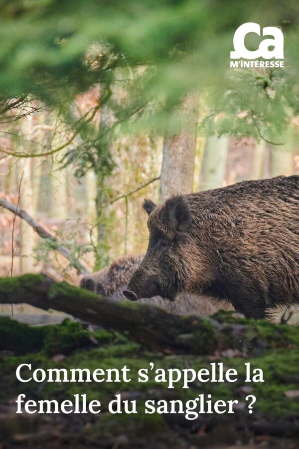 Habitudes femelle du sanglier