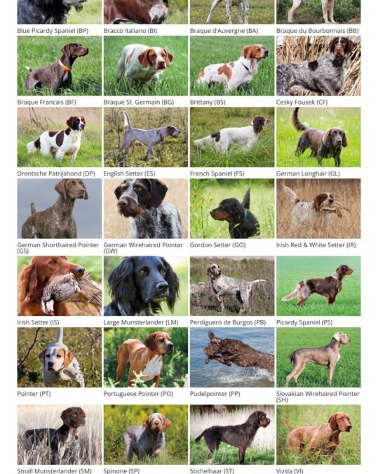 Liste race chien de chasse : Choisissez le compagnon idéal