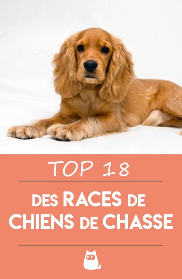Compagnons canins pour la chasse