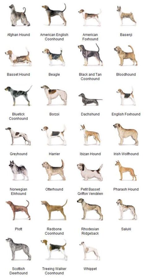 Compagnons canins pour la chasse