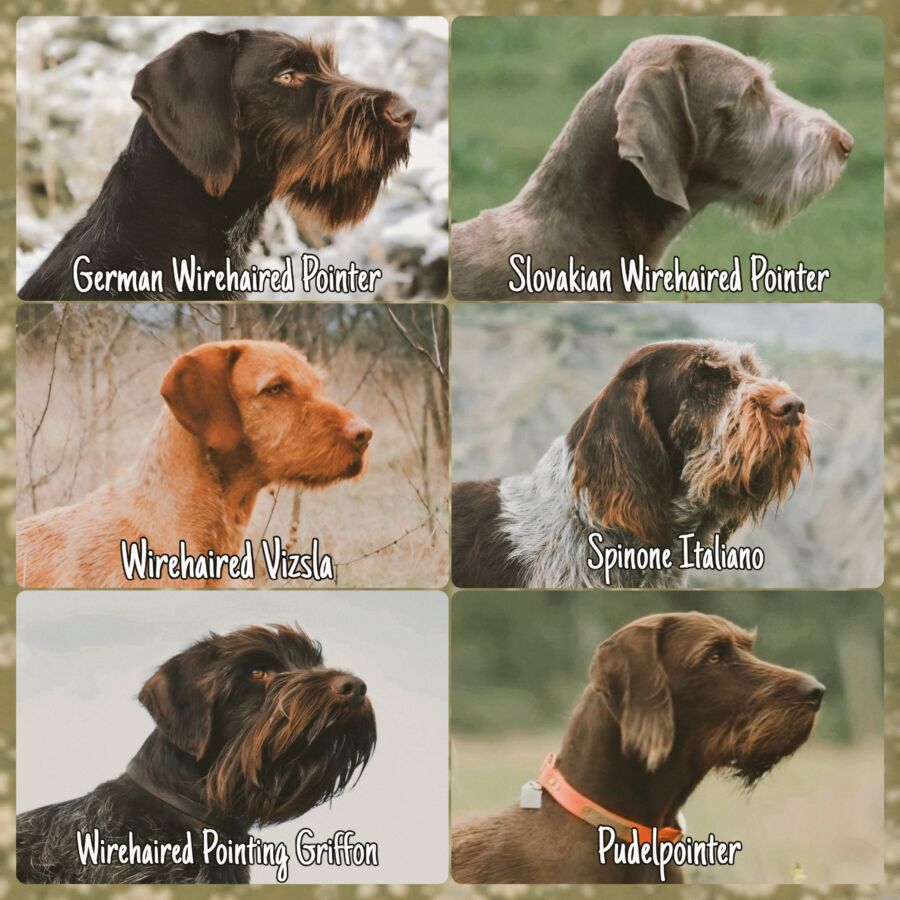 Compagnons canins pour la chasse
