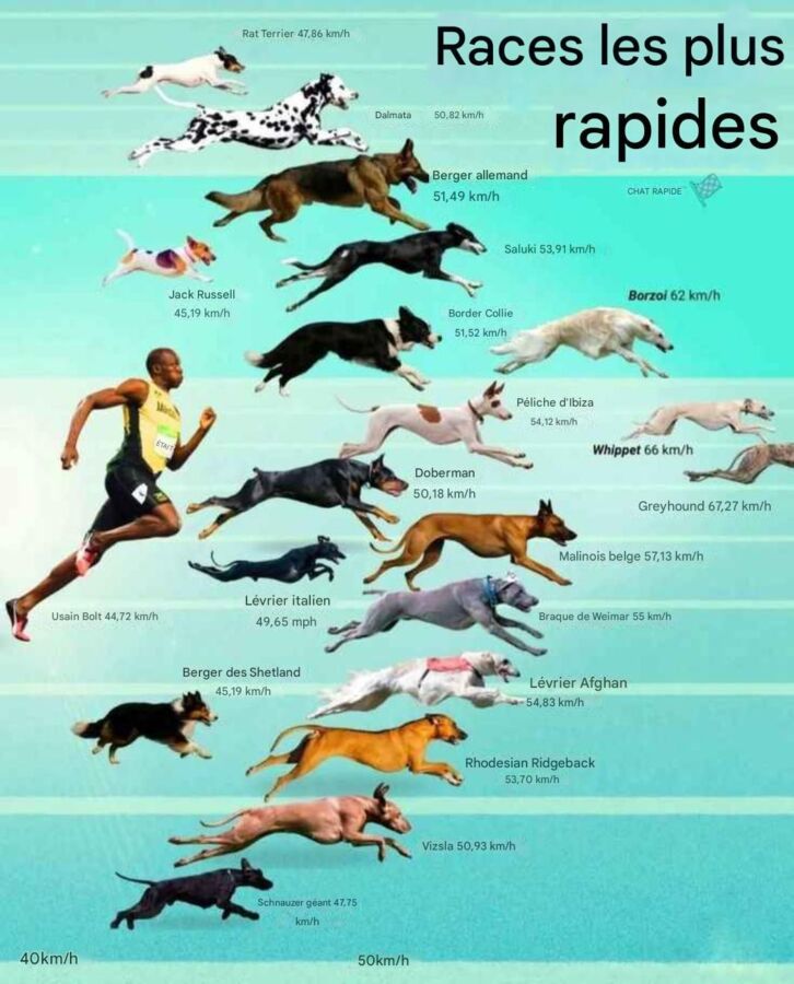 Variétés de chiens de chasse