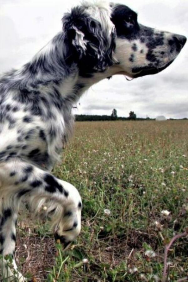 Compagnons canins pour la chasse
