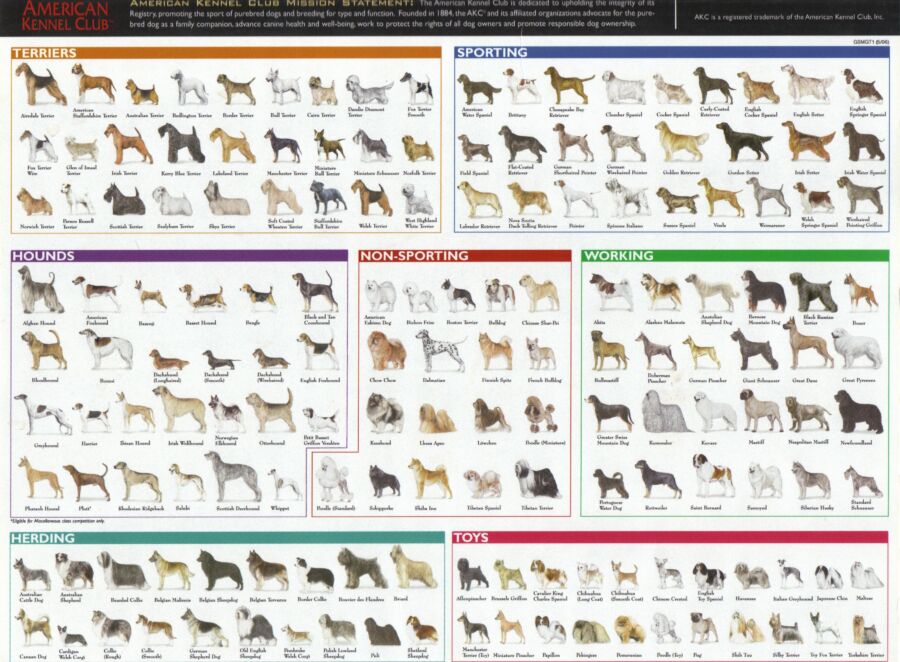Compagnons canins pour la chasse