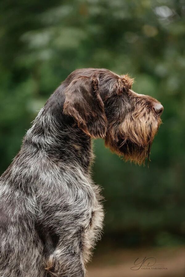 Fidèle griffon pour la chasse