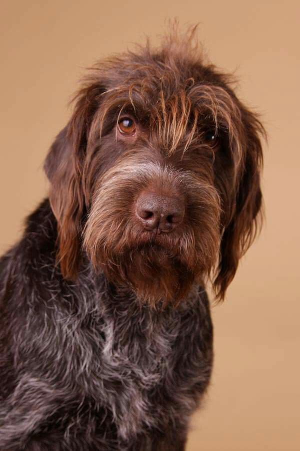 Griffon chasseur efficace