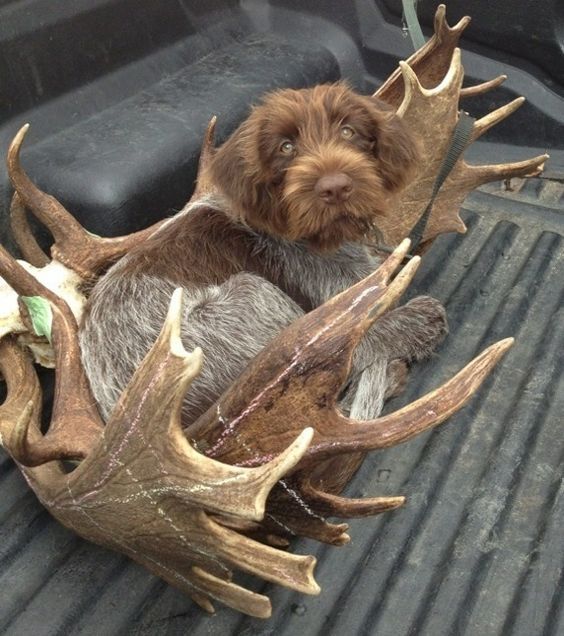 Griffon chien de chasse performant