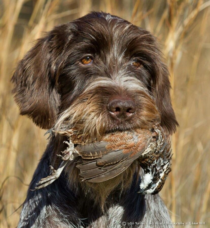 Griffon chien de chasse performant
