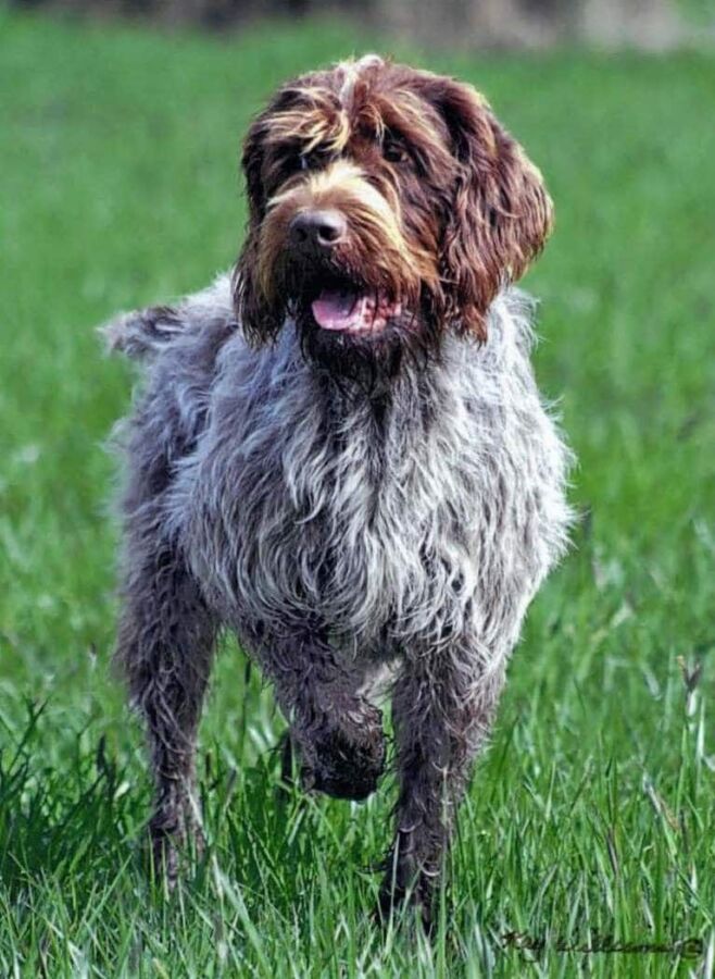 Fidèle griffon pour la chasse