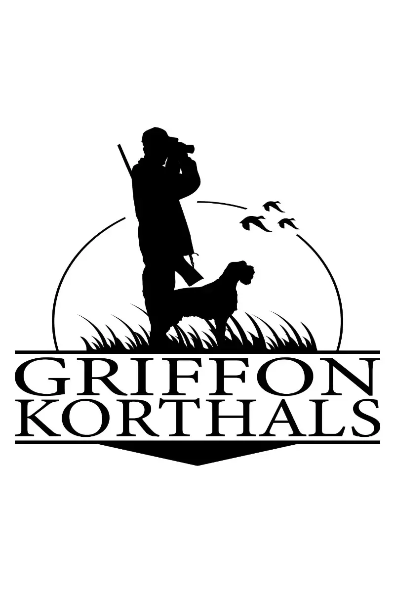 Griffon chien de chasse performant