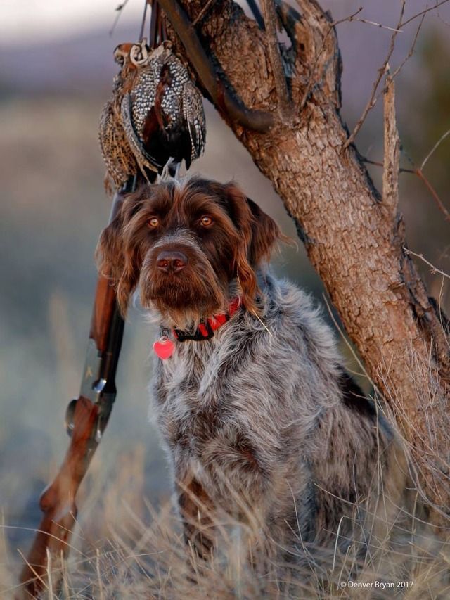 Fidèle griffon pour la chasse