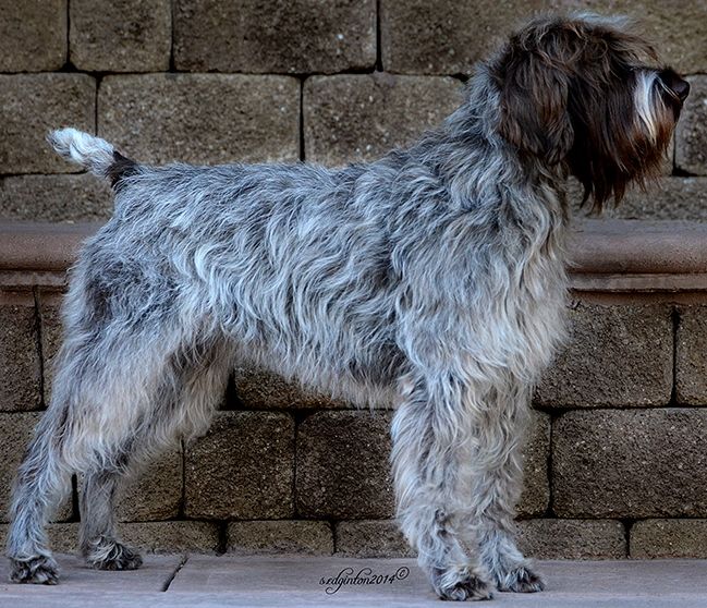 Griffon chien de chasse performant