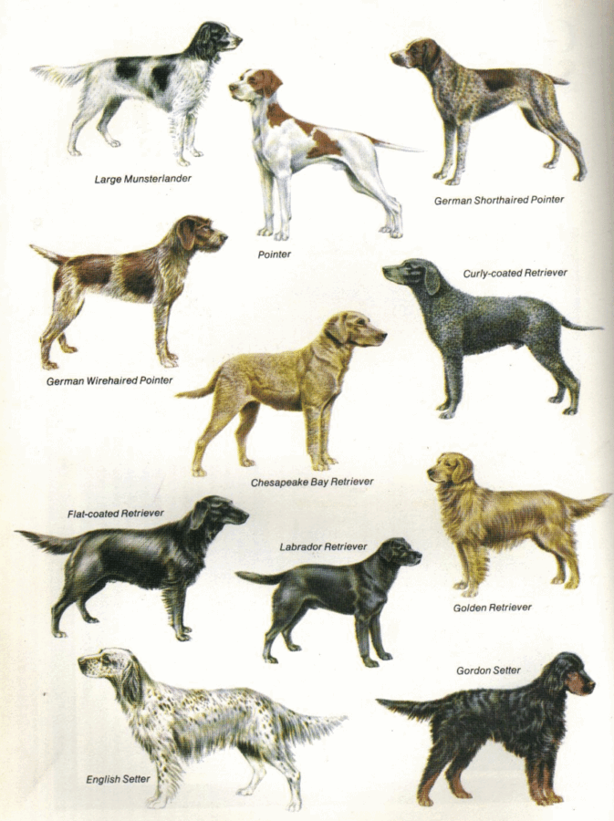 Chien de chasse populaire