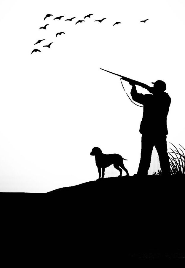 Race de chien chasse