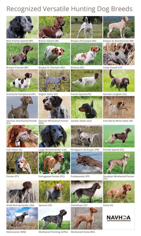 Race de chien chasse