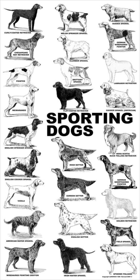 Chien de chasse célèbre