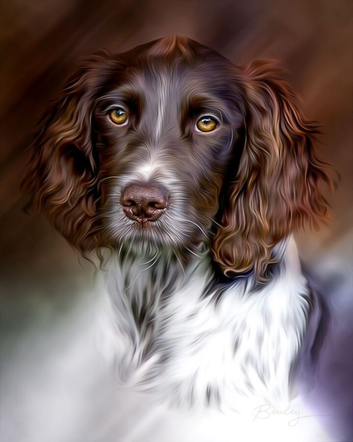 Race de chien chasse