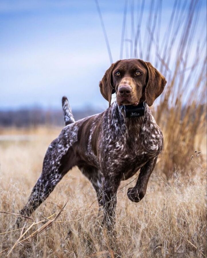Chiens de chasse : Compétences et caractéristiques