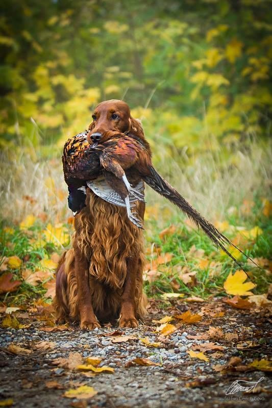 Compétences des chiens de chasse