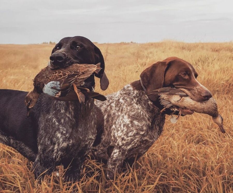 Caractéristiques des chiens de chasse